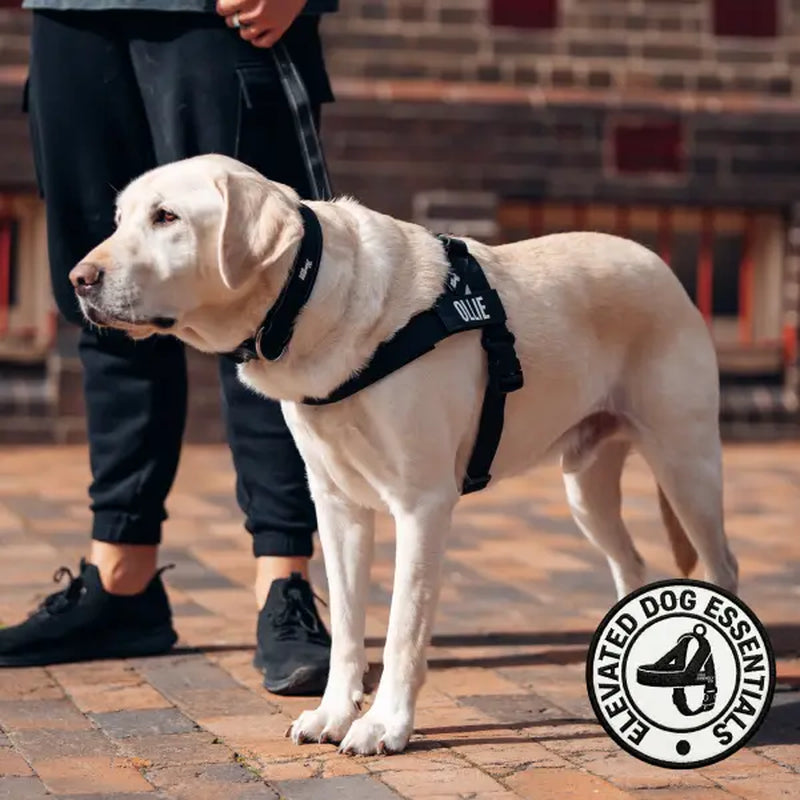 Dog Friendly Co. No-Pull Dog Walking Harness - Choke-Free Design, Padded Comfortable, 1-Click Simple Clip Buckle, Grab-Handle Ease, Chafe-Resistant Adjustable Straps, Lightweight, All-Day Wear, Secure Walks, Multi-Size XXS-XL