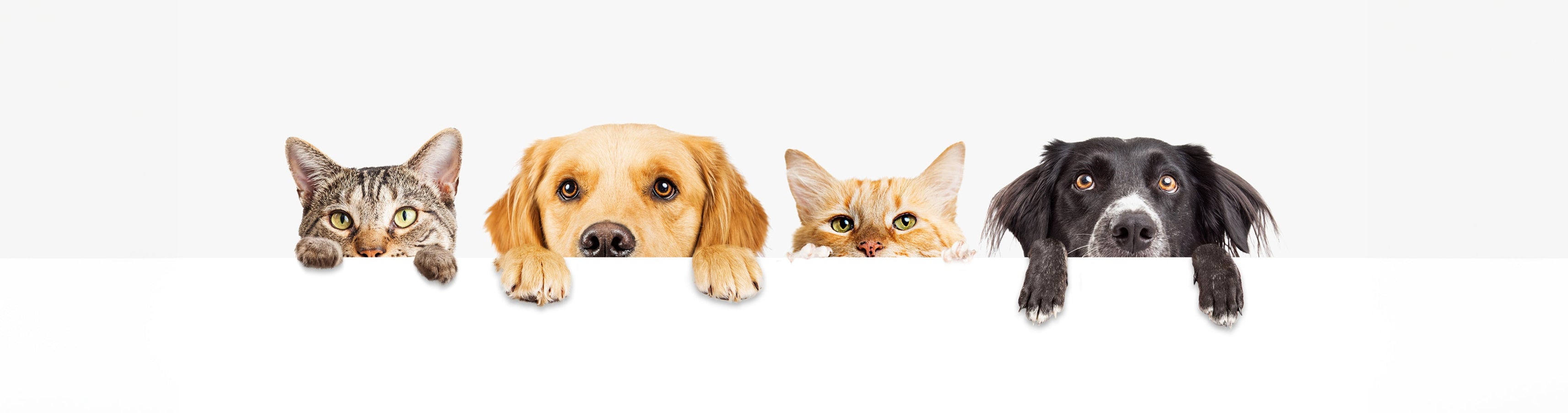 Home Page Banner Image